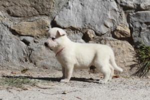 White-German-Shepherd-Puppies-041