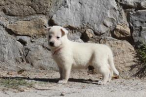 White-German-Shepherd-Puppies-042