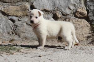 White-German-Shepherd-Puppies-043