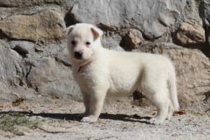White-German-Shepherd-Puppies-045