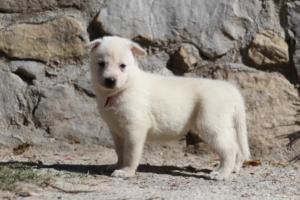 White-German-Shepherd-Puppies-046