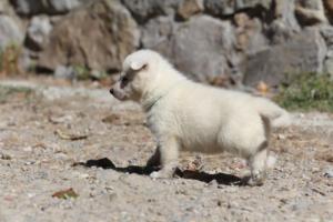 White-German-Shepherd-Puppies-049