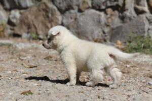 White-German-Shepherd-Puppies-050