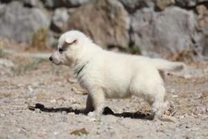 White-German-Shepherd-Puppies-051