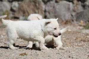 White-German-Shepherd-Puppies-052