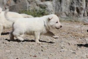 White-German-Shepherd-Puppies-053