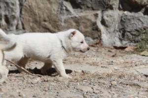 White-German-Shepherd-Puppies-054
