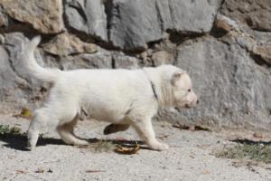 White-German-Shepherd-Puppies-055