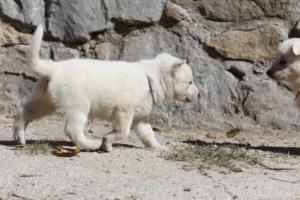 White-German-Shepherd-Puppies-056