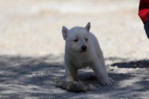 White-German-Shepherd-Puppies-057