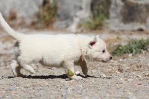White-German-Shepherd-Puppies-059