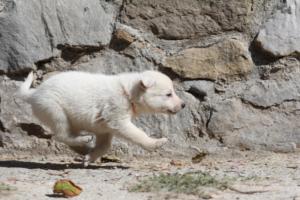 White-German-Shepherd-Puppies-061