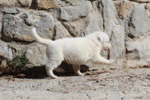 White-German-Shepherd-Puppies-063