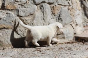 White-German-Shepherd-Puppies-064