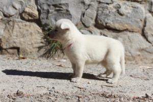 White-German-Shepherd-Puppies-065