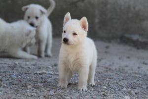 White-German-Shepherd-Puppies-066