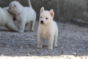 White-German-Shepherd-Puppies-067