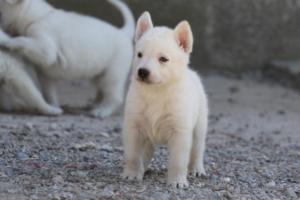 White-German-Shepherd-Puppies-068