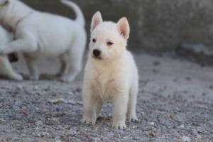 White-German-Shepherd-Puppies-069