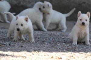 White-German-Shepherd-Puppies-070