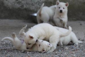 White-German-Shepherd-Puppies-071