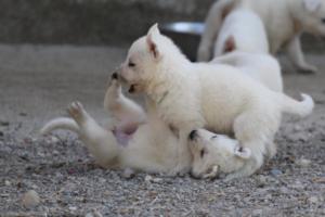 White-German-Shepherd-Puppies-072