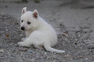 White-German-Shepherd-Puppies-073