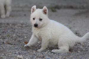 White-German-Shepherd-Puppies-074