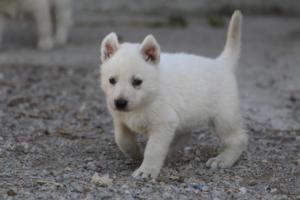 White-German-Shepherd-Puppies-075