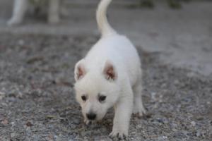 White-German-Shepherd-Puppies-076