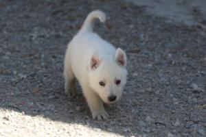 White-German-Shepherd-Puppies-077