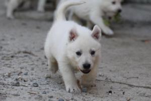 White-German-Shepherd-Puppies-079