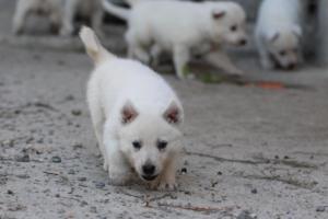 White-German-Shepherd-Puppies-080