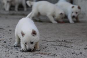 White-German-Shepherd-Puppies-081