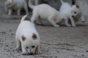 White-German-Shepherd-Puppies-082
