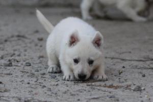 White-German-Shepherd-Puppies-083