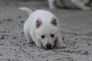 White-German-Shepherd-Puppies-084