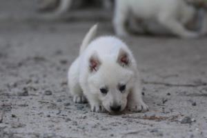 White-German-Shepherd-Puppies-085