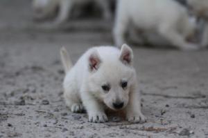 White-German-Shepherd-Puppies-086