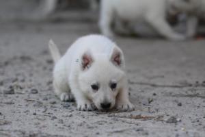 White-German-Shepherd-Puppies-087