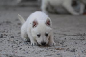 White-German-Shepherd-Puppies-088