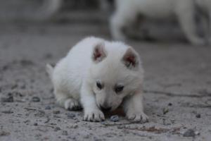 White-German-Shepherd-Puppies-089