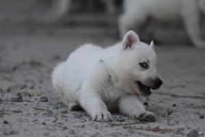 White-German-Shepherd-Puppies-090