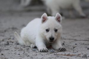 White-German-Shepherd-Puppies-091