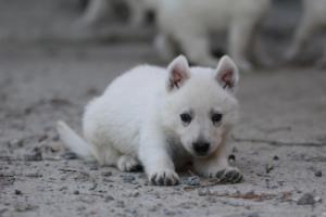 White-German-Shepherd-Puppies-092