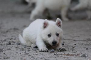 White-German-Shepherd-Puppies-093