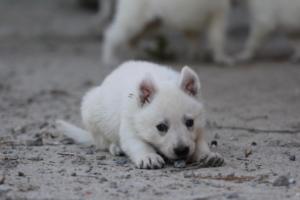 White-German-Shepherd-Puppies-094
