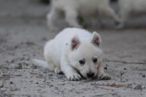 White-German-Shepherd-Puppies-095