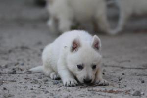 White-German-Shepherd-Puppies-096