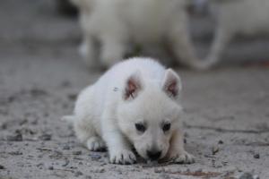 White-German-Shepherd-Puppies-097